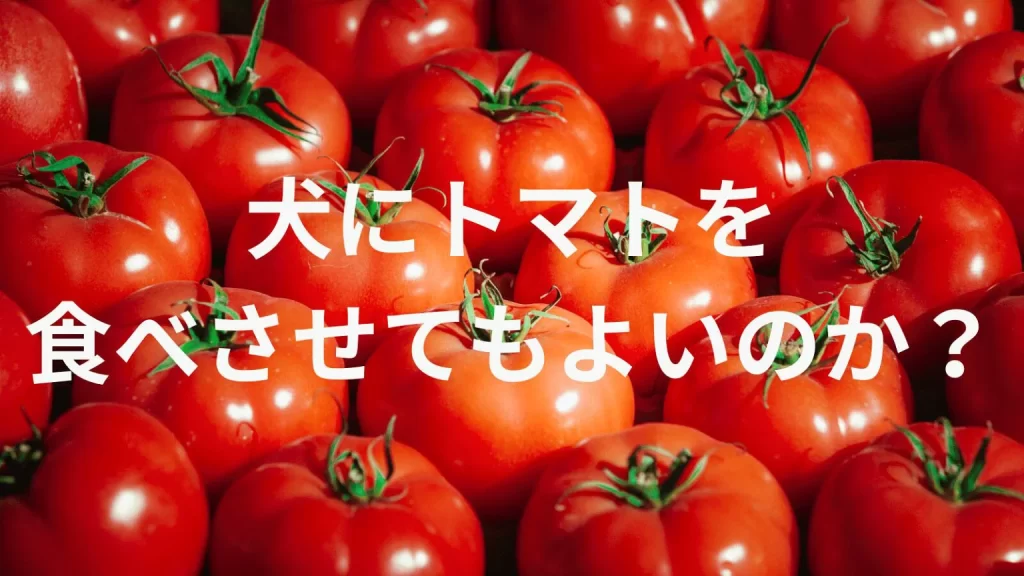 犬にトマトを食べさせても大丈夫？犬はトマトを食べていい？与える際の注意点を解説
