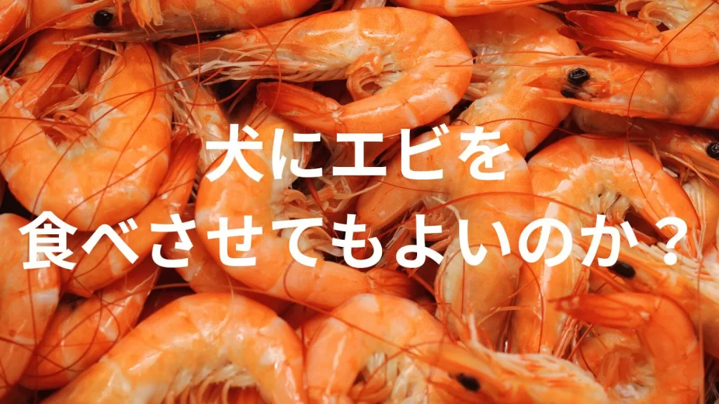 犬に海老（えび）を食べさせても大丈夫？犬は海老（えび）を食べていい？与える際の注意点を解説