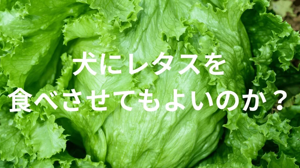 犬にレタスを食べさせても大丈夫？犬はレタスを食べていい？与える際の注意点を解説