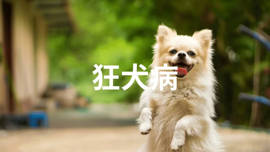 犬の狂犬病はどんな病気？なりやすい犬種は？症状・予防・治療方法を解説