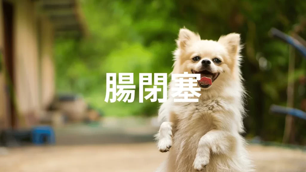 犬の腸閉塞はどんな病気?なりやすい犬種は?症状・予防・治療方法を解説