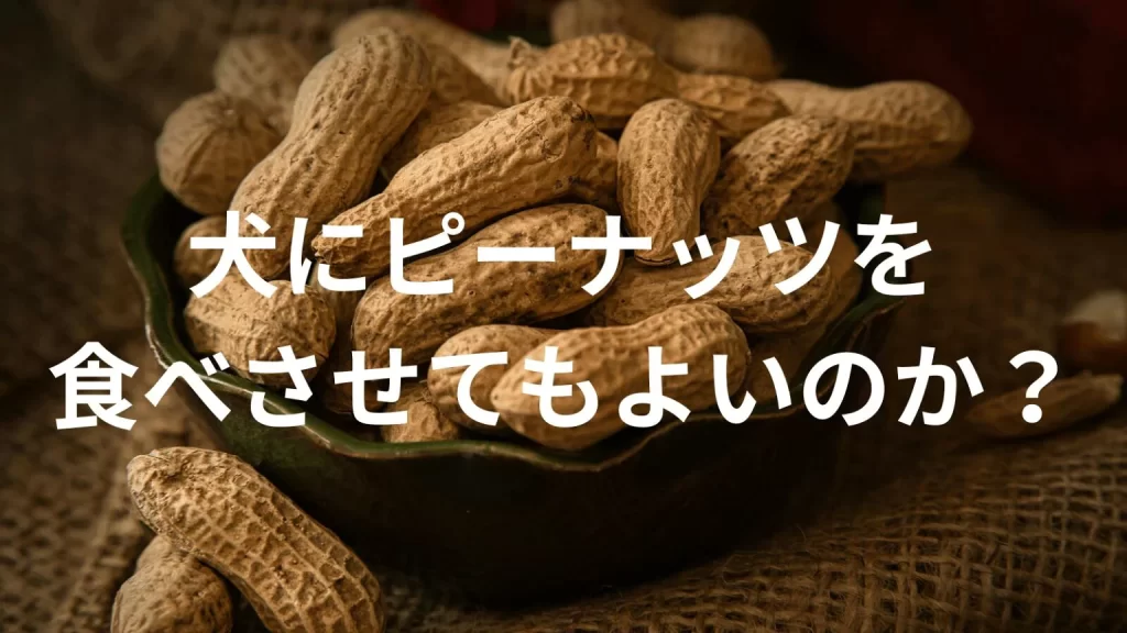 犬にピーナッツを食べさせても大丈夫?犬はピーナッツを食べていい?与える際の注意点を解説