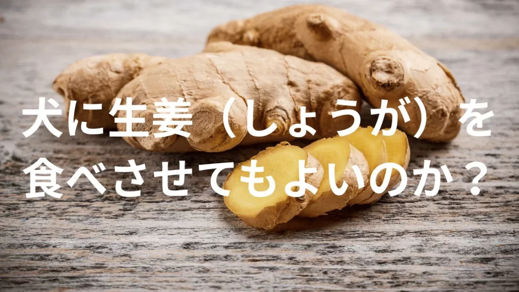 犬に生姜(しょうが)を食べさせても大丈夫?犬は生姜を食べていい?与える際の注意点を解説