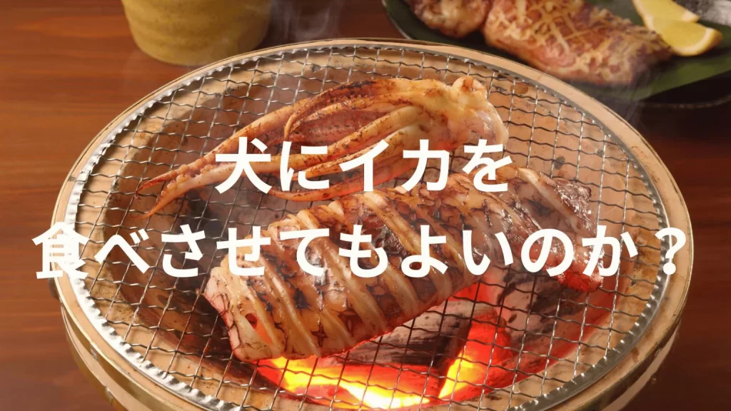 犬にイカを食べさせても大丈夫?犬はイカを食べていい?与える際の注意点を解説