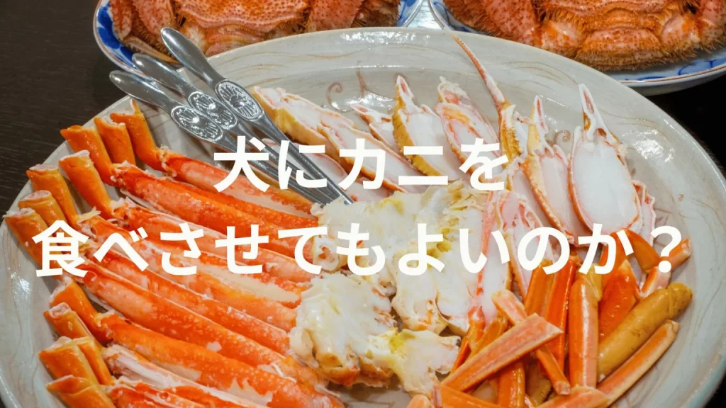 犬にカニを食べさせても大丈夫?犬はカニを食べていい?与える際の注意点を解説