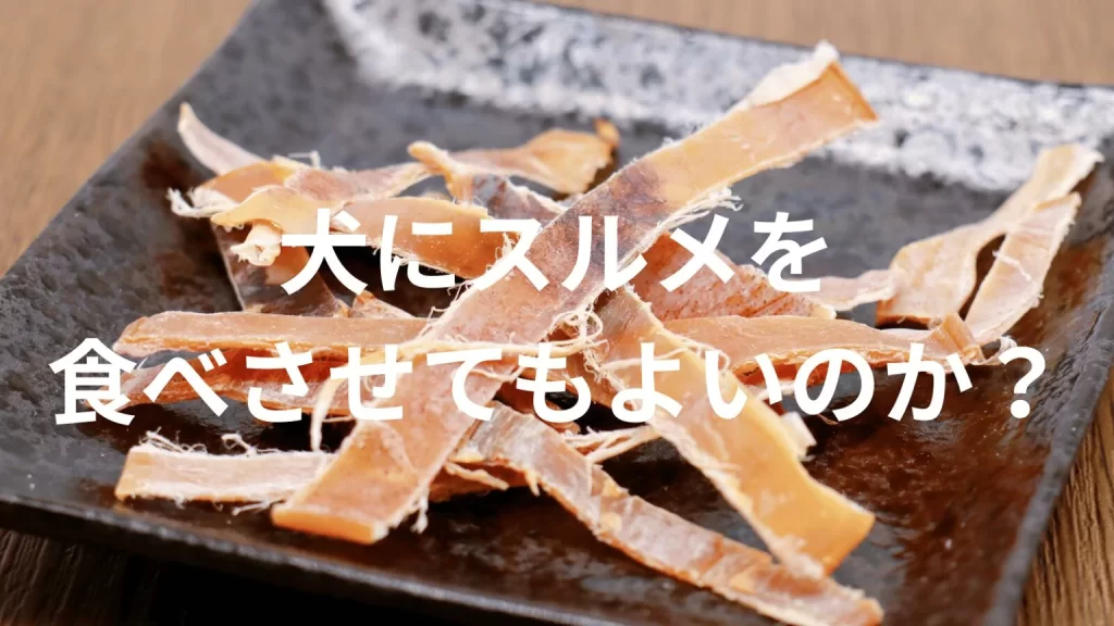 犬にスルメを食べさせても大丈夫?犬はスルメを食べていい?与える際の注意点を解説