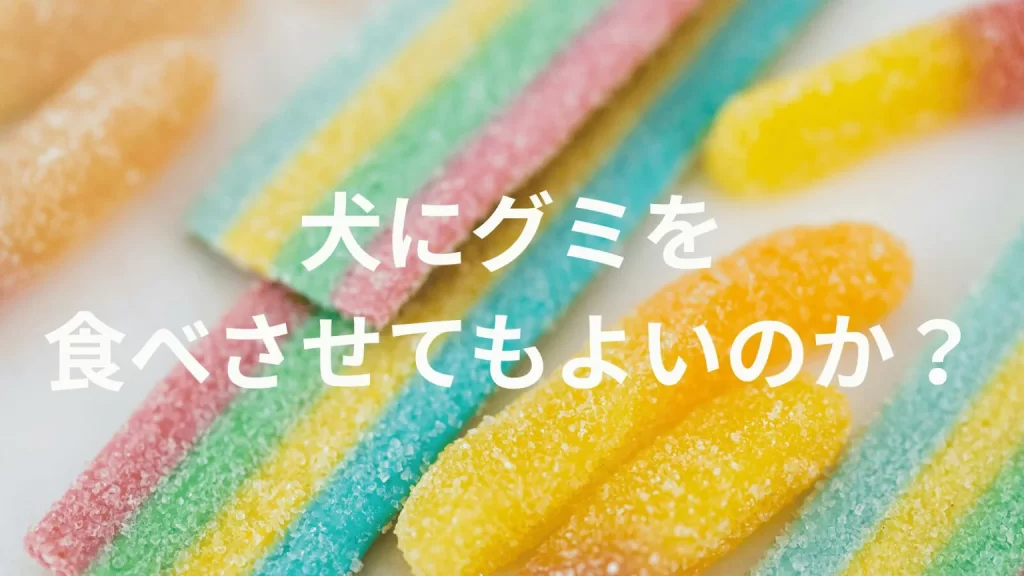 犬にグミを食べさせても大丈夫?犬はグミを食べていい?与える際の注意点を解説