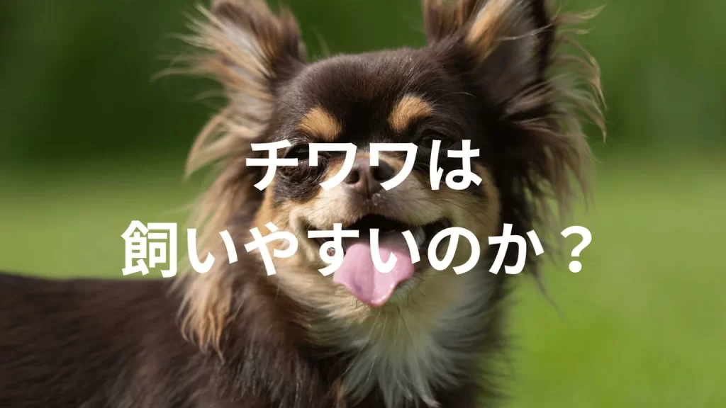 チワワは飼いやすい犬なのか?飼いにくい犬なのか?性格や特徴、飼い方のポイントを解説