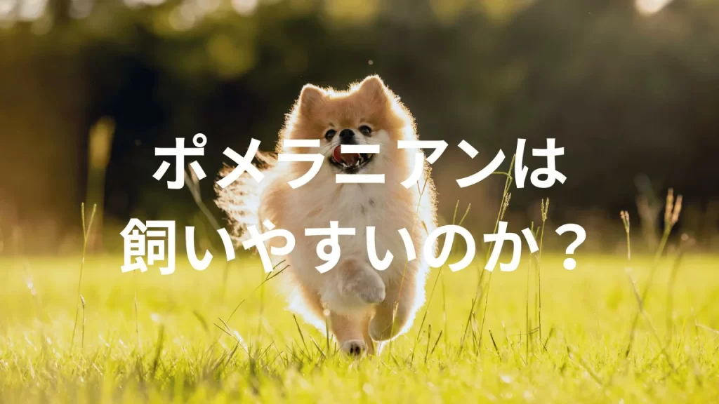 ポメラニアンは飼いやすい犬なのか?飼いにくい犬なのか?性格や特徴、飼い方のポイントを解説