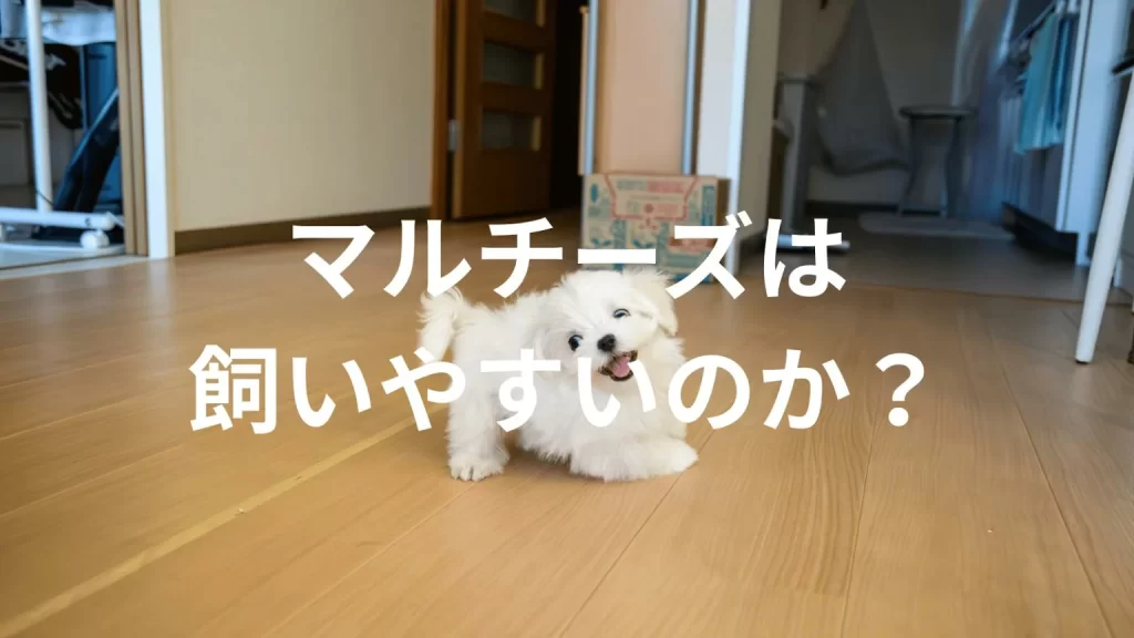 マルチーズは飼いやすい犬なのか？飼いにくい犬なのか？性格や特徴、飼い方のポイントを解説