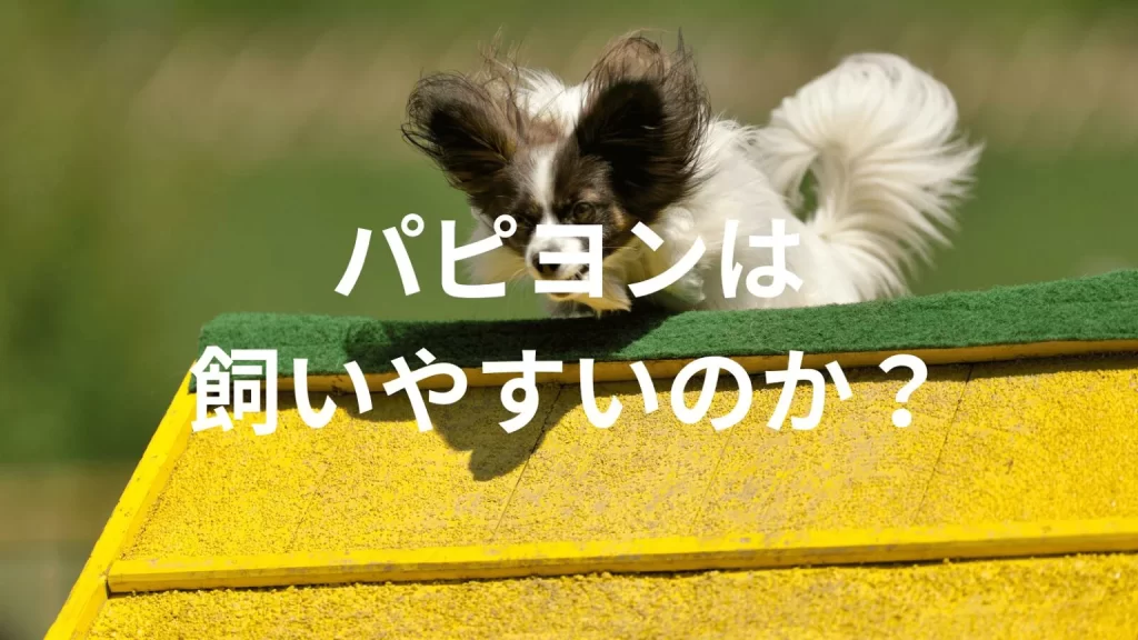 パピヨンは飼いやすい犬なのか?飼いにくい犬なのか?性格や特徴、飼い方のポイントを解説