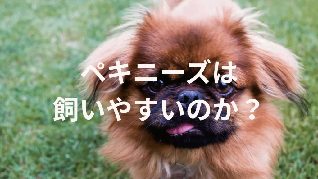 ペキニーズは飼いやすい犬なのか?飼いにくい犬なのか?性格や特徴、飼い方のポイントを解説