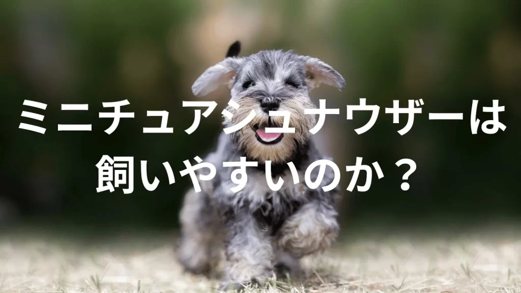ミニチュアシュナウザーは飼いやすい犬なのか?飼いにくい犬なのか?性格や特徴、飼い方のポイントを解説