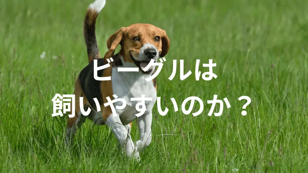 ビーグルは飼いやすい犬なのか?飼いにくい犬なのか?性格や特徴、飼い方のポイントを解説