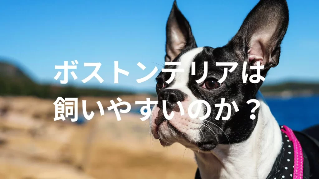ボストンテリアは飼いやすい犬なのか?飼いにくい犬なのか?性格や特徴、飼い方のポイントを解説