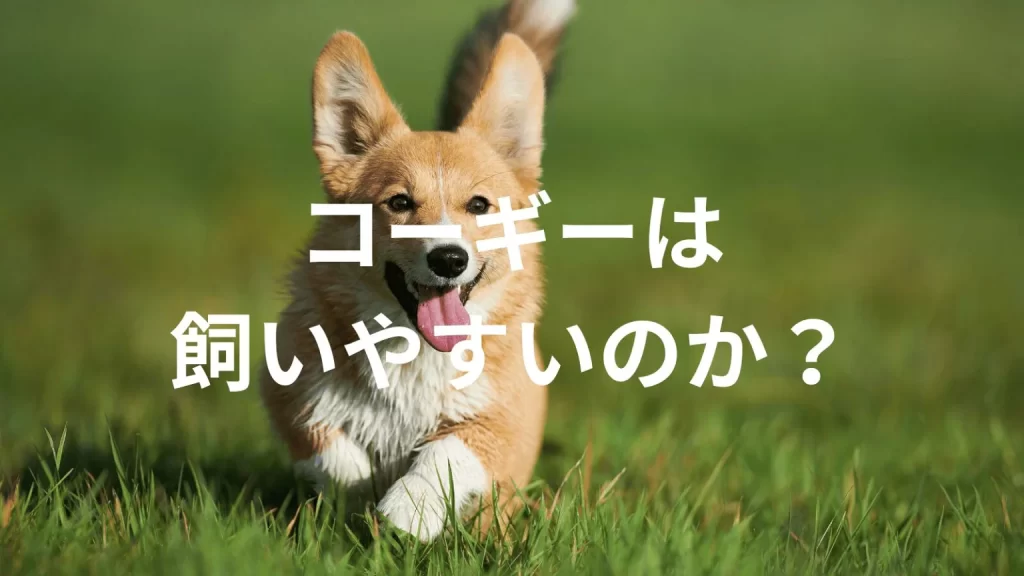 コーギーは飼いやすい犬なのか?飼いにくい犬なのか?性格や特徴、飼い方のポイントを解説