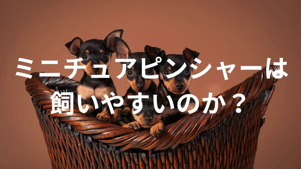 ミニチュアピンシャーは飼いやすい犬なのか？飼いにくい犬なのか？性格や特徴、飼い方のポイントを解説