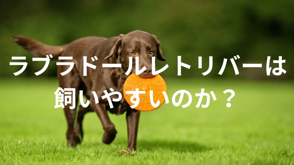 ラブラドールレトリバーは飼いやすい犬なのか?飼いにくい犬なのか?性格や特徴、飼い方のポイントを解説