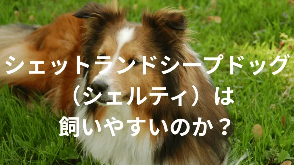 シェットランドシープドッグ（シェルティ）は飼いやすい犬なのか？飼いにくい犬なのか？性格や特徴、飼い方のポイントを解説