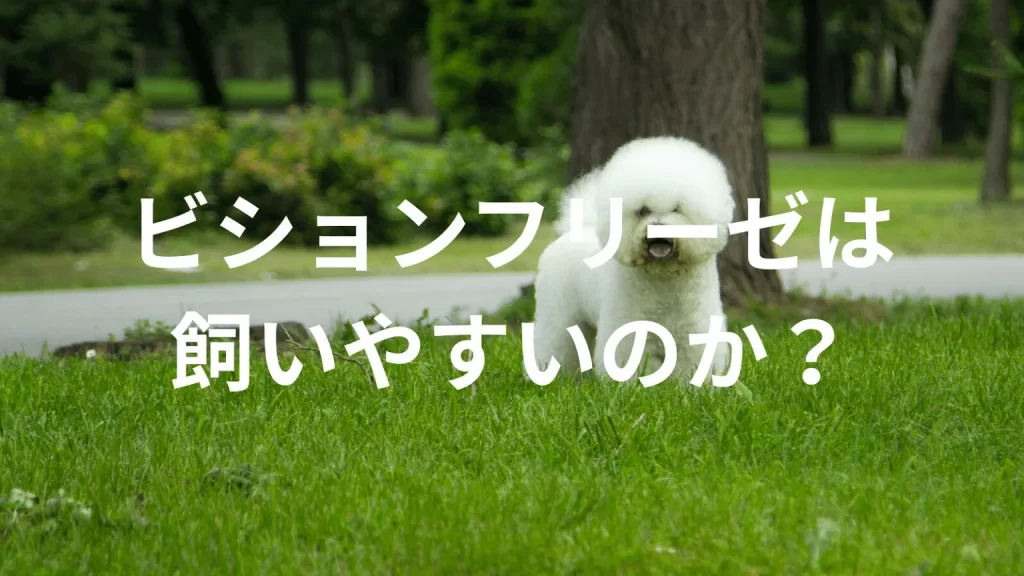 ビションフリーゼは飼いやすい犬なのか?飼いにくい犬なのか?性格や特徴、飼い方のポイントを解説