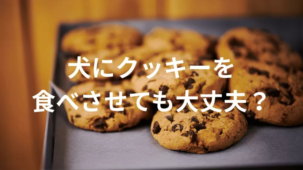 犬にクッキーを食べさせても大丈夫？犬はクッキーを食べていい？与える際の注意点を解説