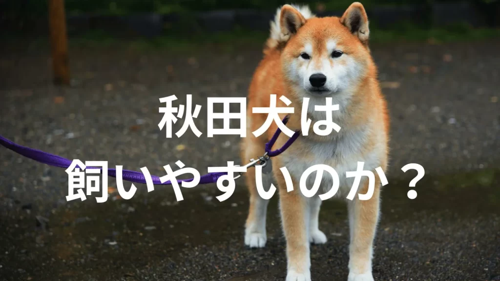 秋田犬は飼いやすい犬なのか？飼いにくい犬なのか？性格や特徴、飼い方のポイントを解説