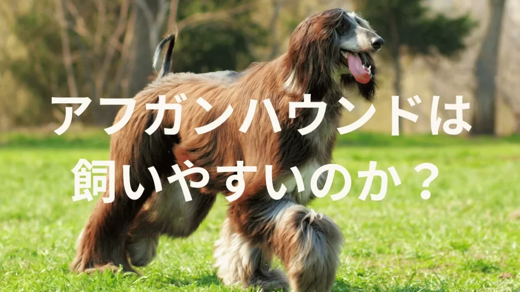 アフガンハウンドは飼いやすい犬なのか?飼いにくい犬なのか?性格や特徴、飼い方のポイントを解説