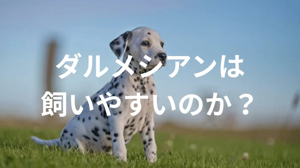ダルメシアンは飼いやすい犬なのか?飼いにくい犬なのか?性格や特徴、飼い方のポイントを解説