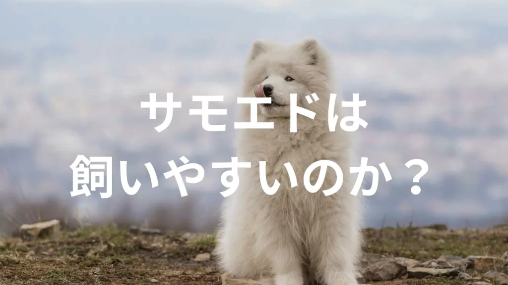 サモエドは飼いやすい犬なのか？飼いにくい犬なのか？性格や特徴、飼い方のポイントを解説