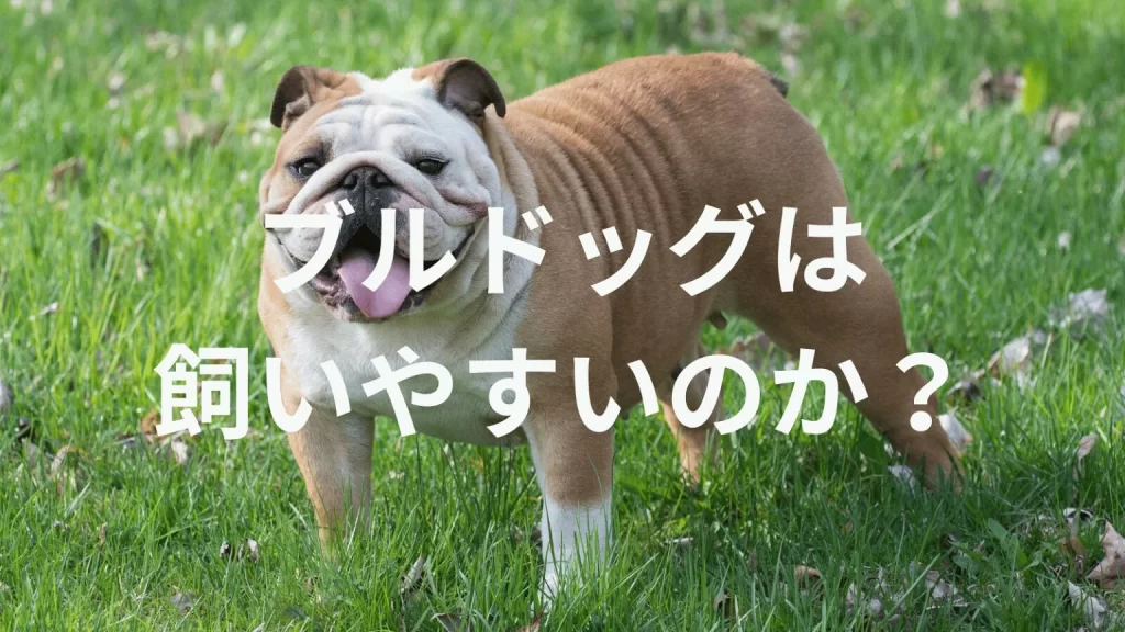 ブルドッグは飼いやすい犬なのか？飼いにくい犬なのか？性格や特徴、飼い方のポイントを解説
