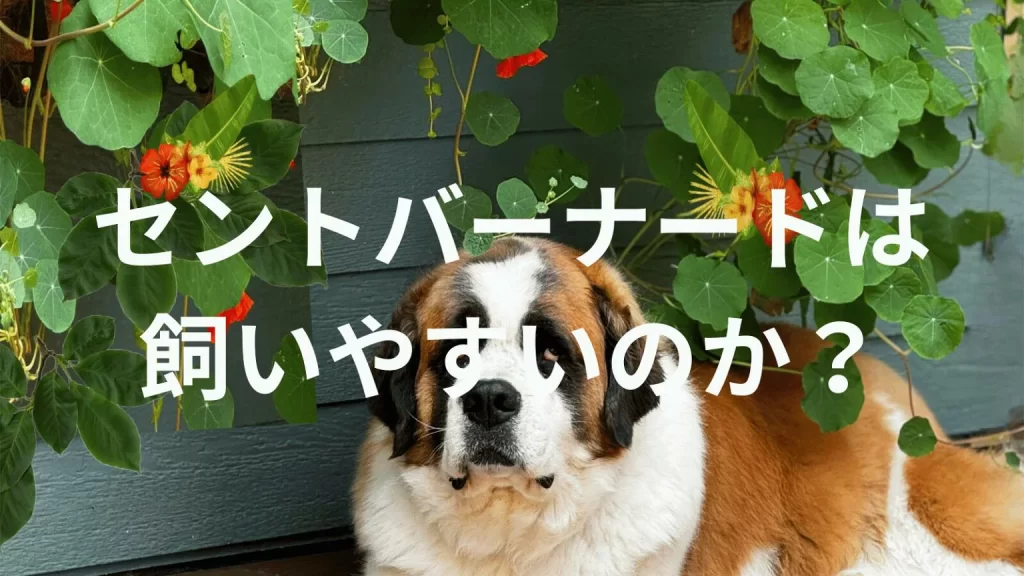 セントバーナードは飼いやすい犬なのか？飼いにくい犬なのか？性格や特徴、飼い方のポイントを解説