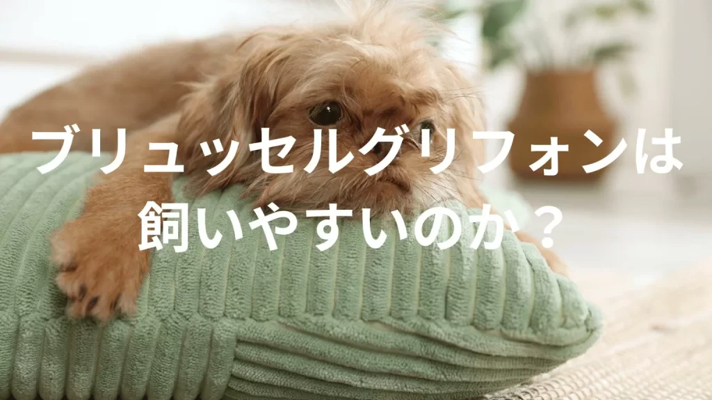 ブリュッセルグリフォンは飼いやすい犬なのか？飼いにくい犬なのか？性格や特徴、飼い方のポイントを解説