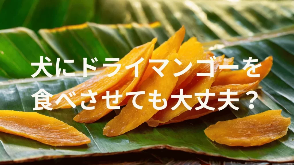 犬にドライマンゴーを食べさせても大丈夫?犬はドライマンゴーを食べていい?与える際の注意点を解説