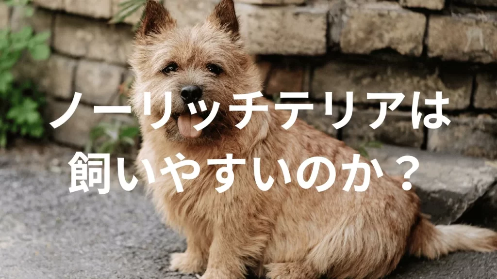 ノーリッチテリアは飼いやすい犬なのか?飼いにくい犬なのか?性格や特徴、飼い方のポイントを解説