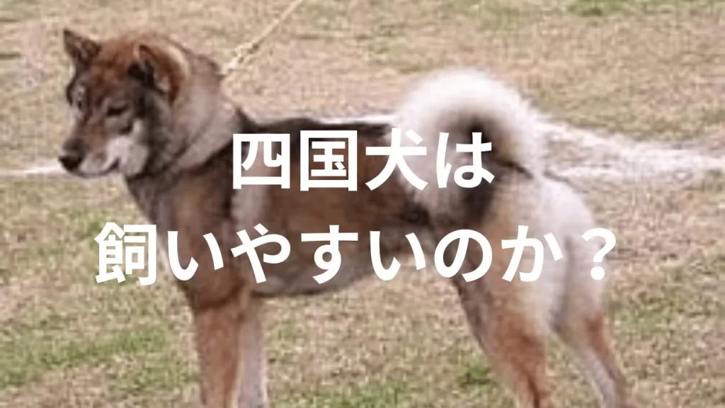 四国犬は飼いやすい犬なのか？飼いにくい犬なのか？性格や特徴、飼い方のポイントを解説