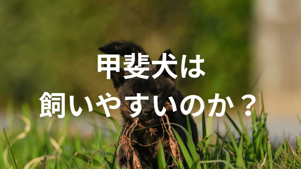 甲斐犬は飼いやすい犬なのか?飼いにくい犬なのか?性格や特徴、飼い方のポイントを解説