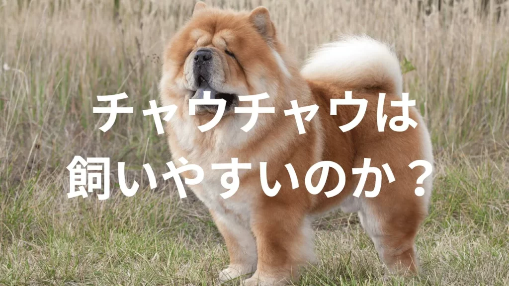 チャウチャウは飼いやすい犬なのか?飼いにくい犬なのか?性格や特徴、飼い方のポイントを解説