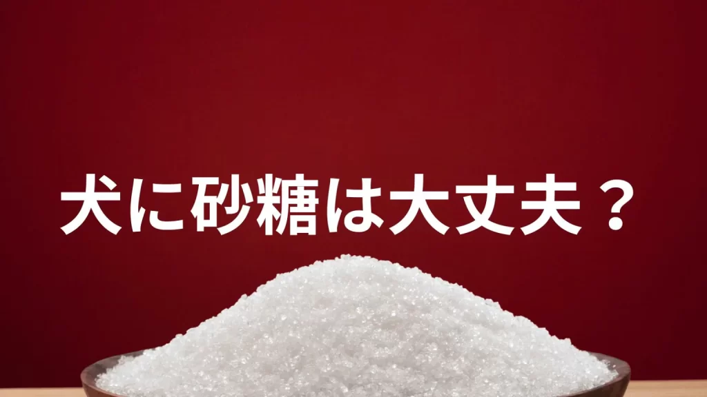 犬に砂糖を食べさせても大丈夫？犬は砂糖を食べていい？与える際の注意点を解説