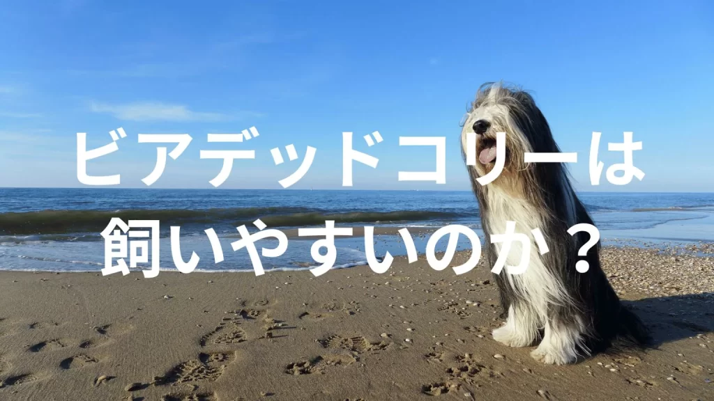 ビアデッドコリーは飼いやすい犬なのか?飼いにくい犬なのか?性格や特徴、飼い方のポイントを解説
