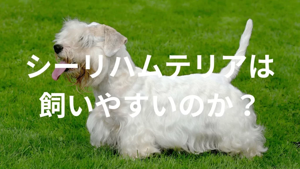 シーリハムテリアは飼いやすい犬なのか？飼いにくい犬なのか？性格や特徴、飼い方のポイントを解説