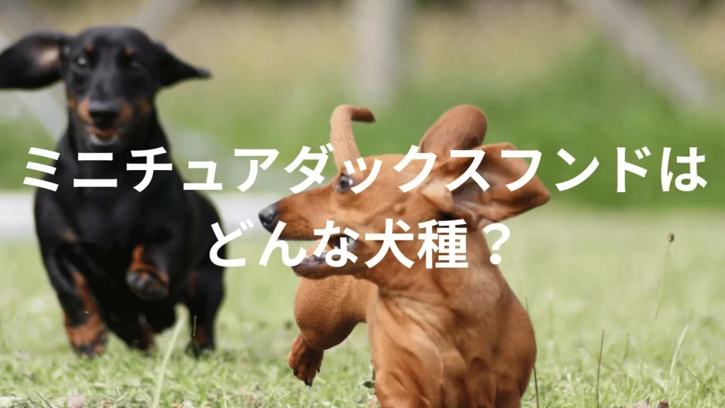 ミニチュアダックスフンドの犬種紹介。犬種図鑑。ミニチュアダックスフンドはどんな犬種?大きさは?体重は?