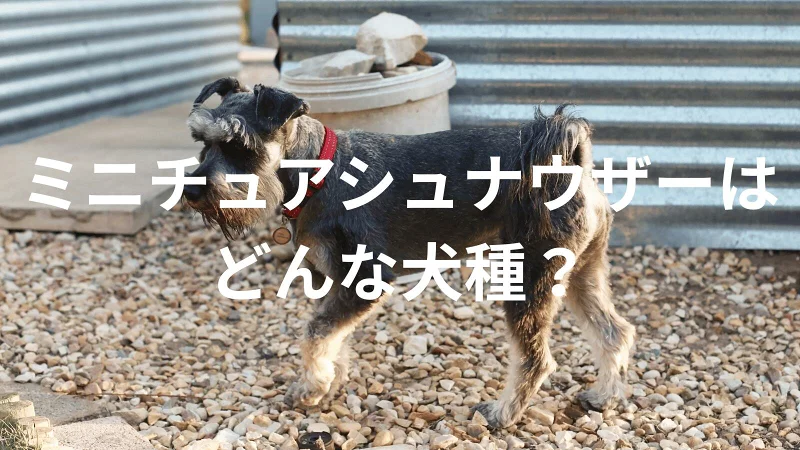 ミニチュアシュナウザーの犬種紹介。犬種図鑑。ミニチュアシュナウザーはどんな犬種?大きさは?体重は?