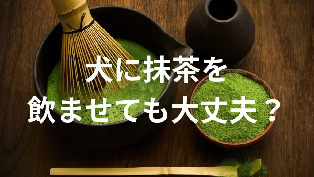 犬に抹茶を飲ませても大丈夫?犬は抹茶を飲んでいい?与える際の注意点を解説