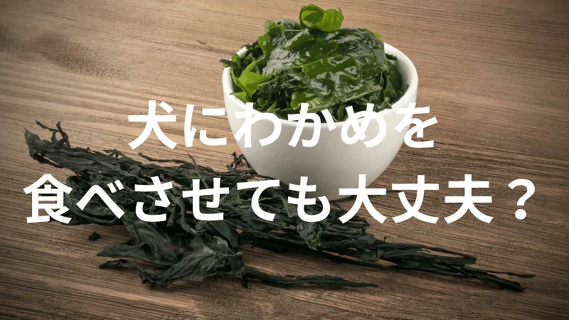 犬にわかめを食べさせても大丈夫?犬はわかめを食べていい?与える際の注意点を解説