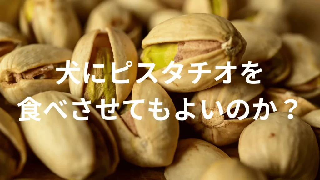 犬にピスタチオを食べさせても大丈夫？犬はピスタチオを食べていい？与える際の注意点を解説