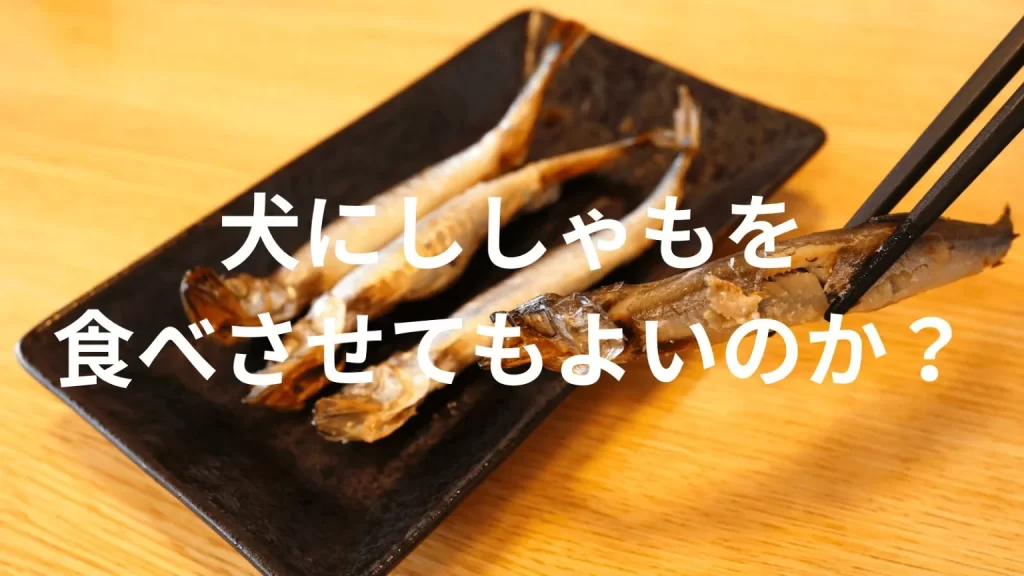 犬にししゃもを食べさせても大丈夫？犬はししゃもを食べていい？与える際の注意点を解説
