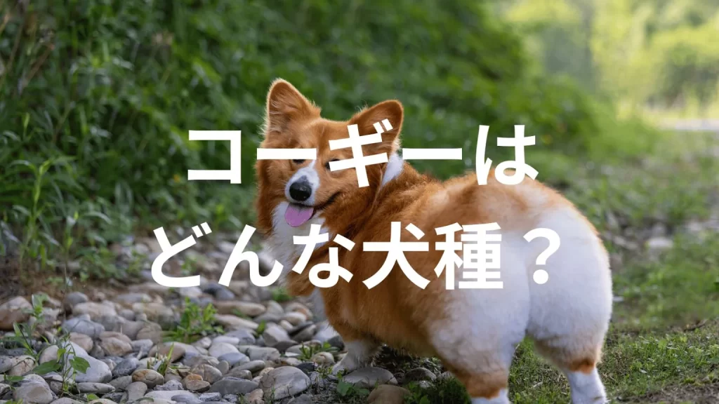 コーギーの犬種紹介。犬種図鑑。コーギーはどんな犬種？大きさは？体重は？