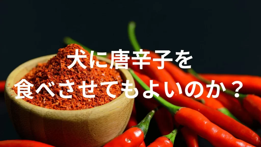 犬に唐辛子を食べさせても大丈夫？犬は唐辛子を食べていい？与える際の注意点を解説