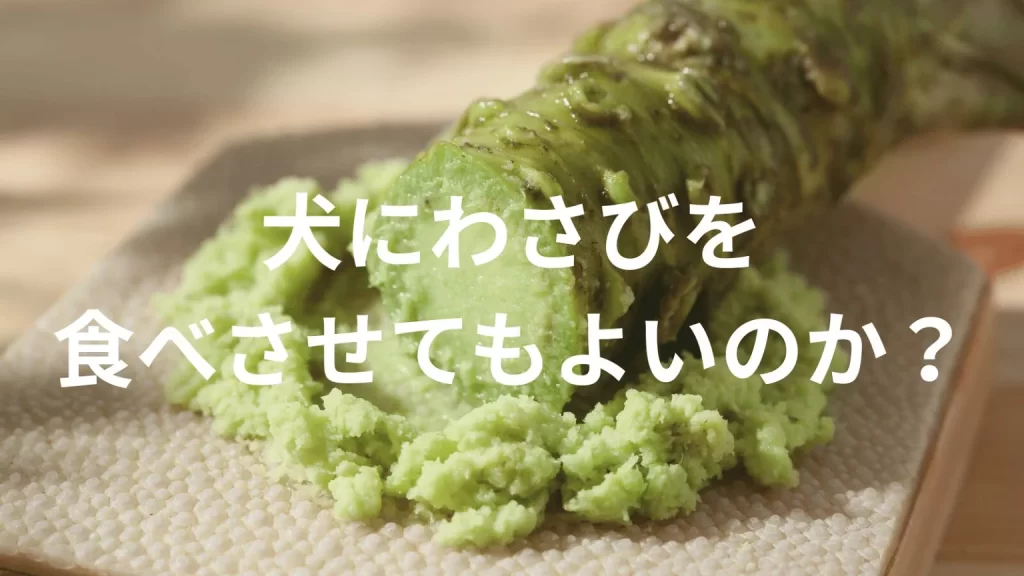 犬にわさびを食べさせても大丈夫?犬はわさびを食べていい?与える際の注意点を解説