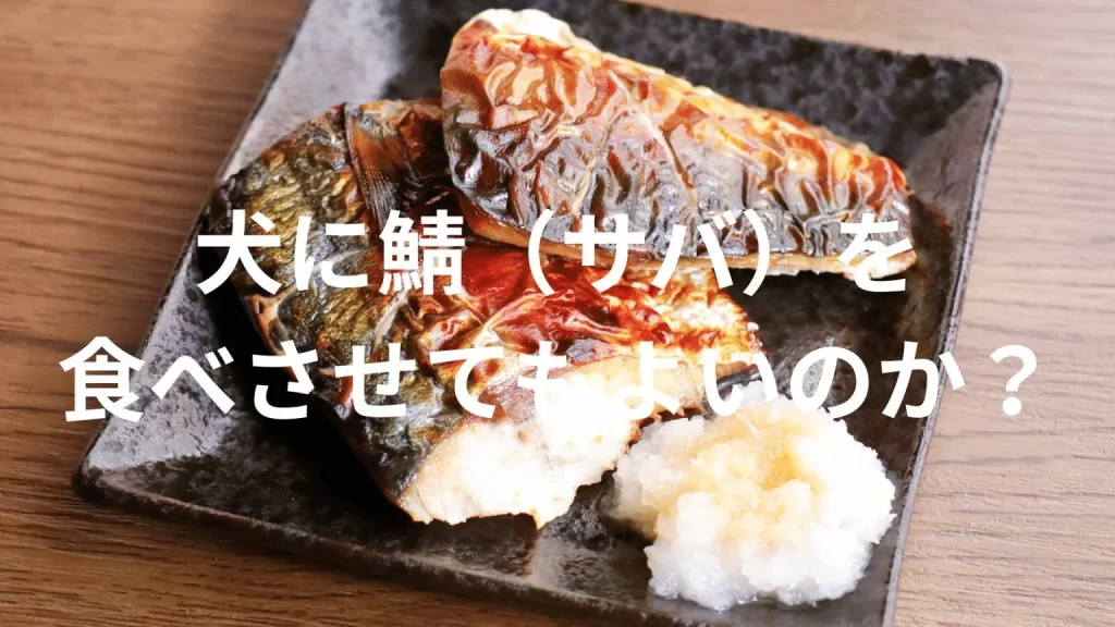 犬に鯖(サバ)を食べさせても大丈夫?犬は鯖を食べていい?与える際の注意点を解説